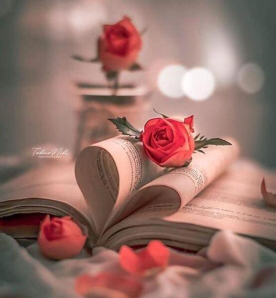 عکس سفید گل