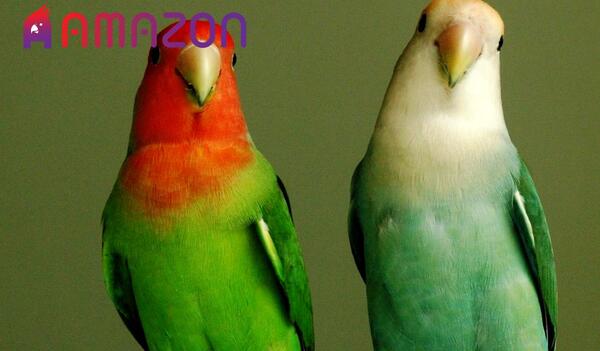 عکس سگ طوطی