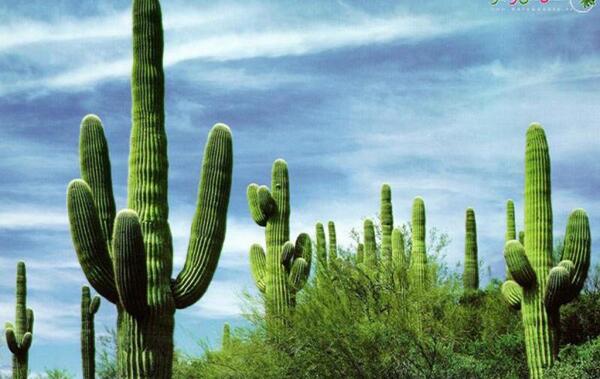 عکس کاکتوس درختی