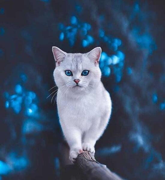 عکس گربه واسه تصویر زمینه