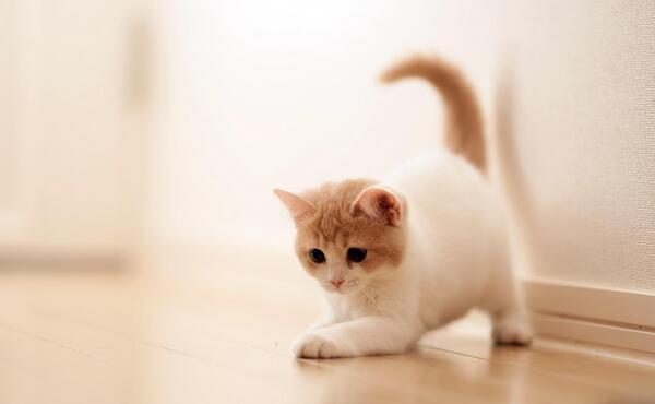 عکس گربه واسه تصویر زمینه