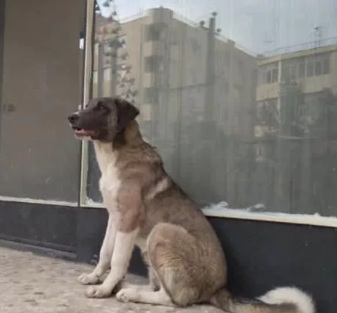 عکس توله سگ سرابی اصیل سیاه