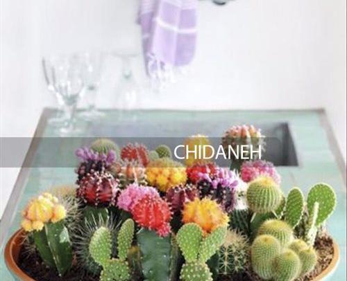 عکس کاکتوس در گلدان
