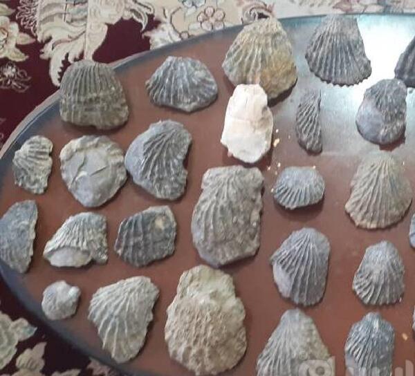 عکس فسیل صدف زیبا