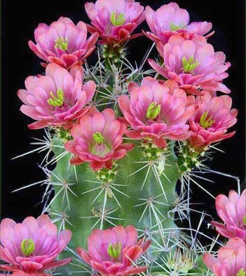 عکس کاکتوس سنگی