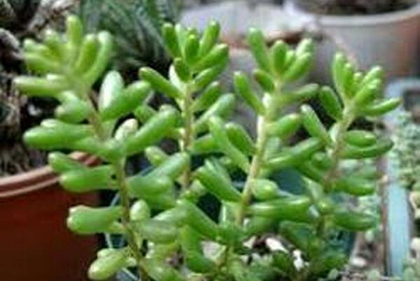 عکس کاکتوس گوشتی