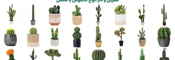 عکس کاکتوس گوشتی