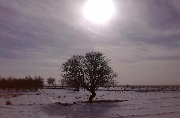 عکس آقای ثمرده