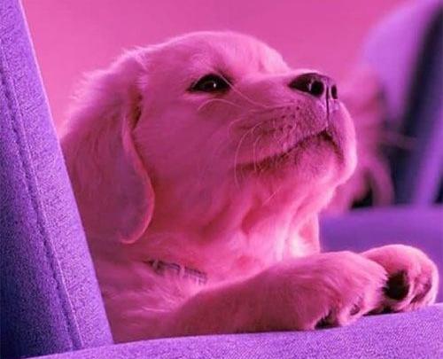 عکس کیوت صورتی برای پروفایل