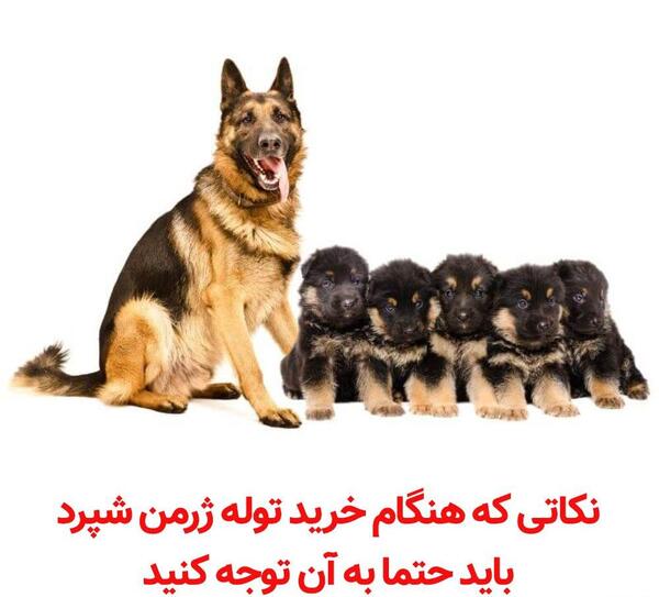 عکس سگ ژرمن ژرمن