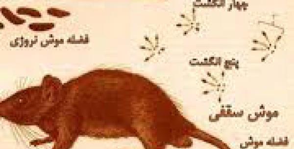 عکس موش سقفی