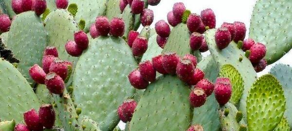 عکس از میوه ی کاکتوس
