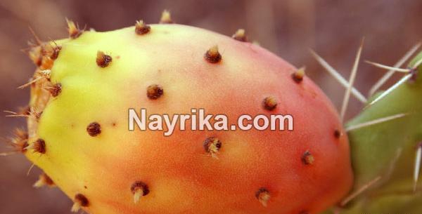 عکس از میوه ی کاکتوس