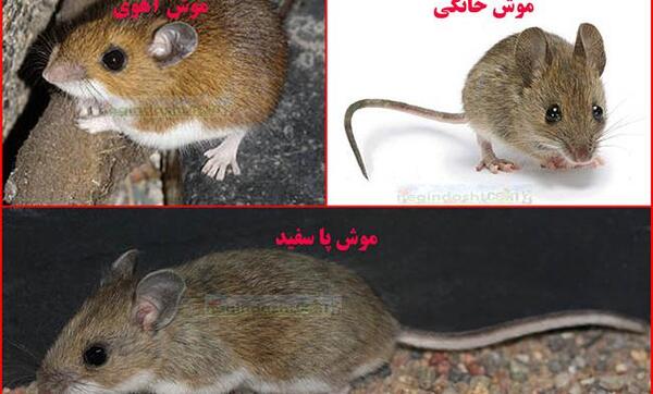 عکس موش وحشی