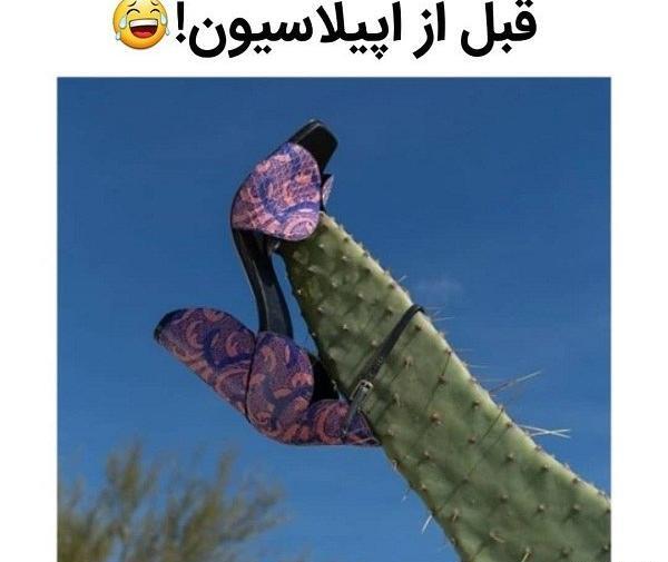 عکس کاکتوس خنده دار