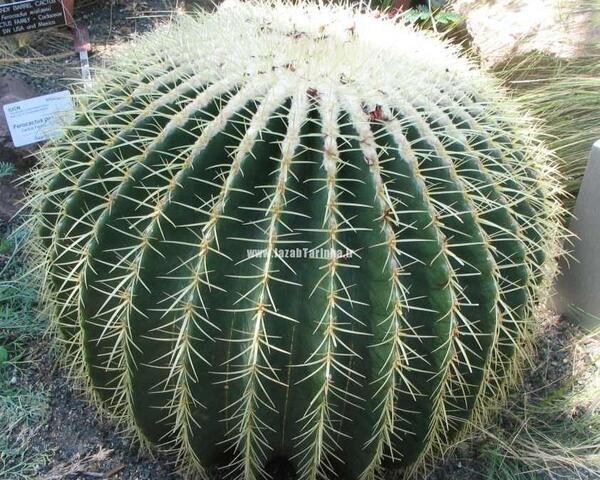 عکس کاکتوس خنده دار
