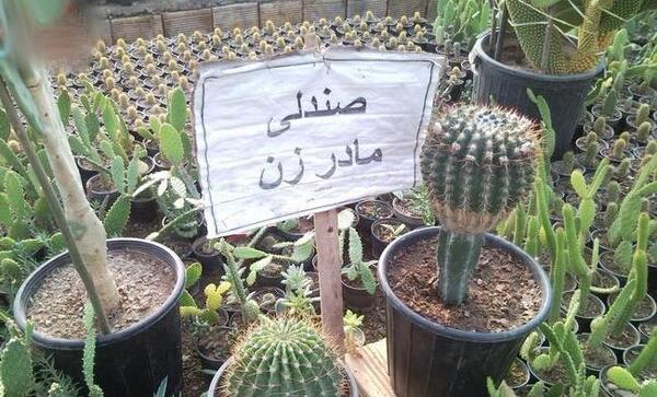 عکس کاکتوس خنده دار