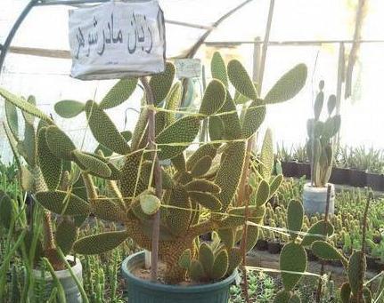 عکس کاکتوس خنده دار