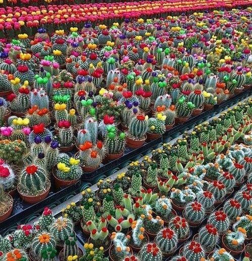 عکس کاکتوس خنده دار