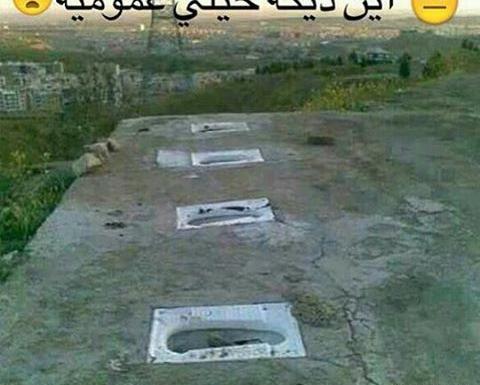 عکس کاکتوس خنده دار