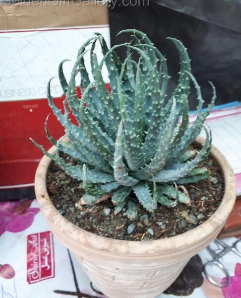 عکس کاکتوس هاورتیا