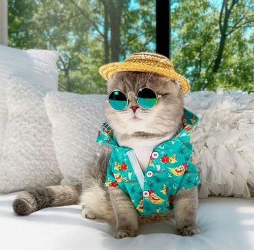 عکس کیوت گربه برای پروفایل