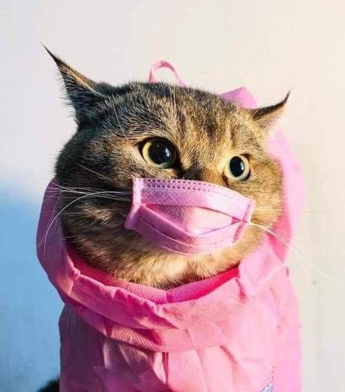 عکس کیوت گربه برای پروفایل