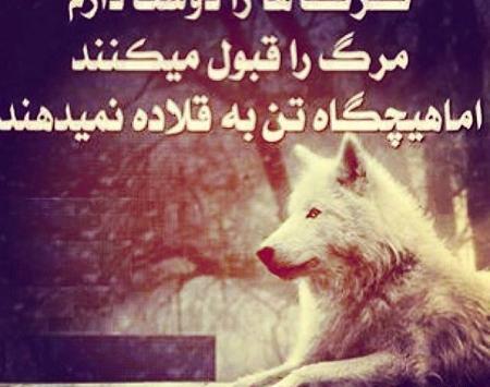 عکس نوشته گرگ باحال