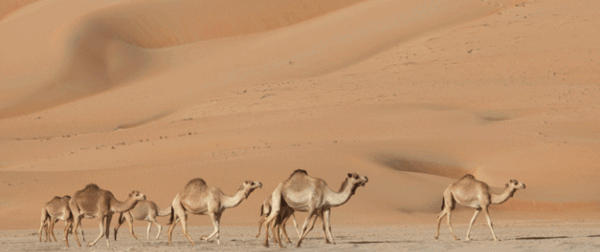 عکس های کویر عربستان