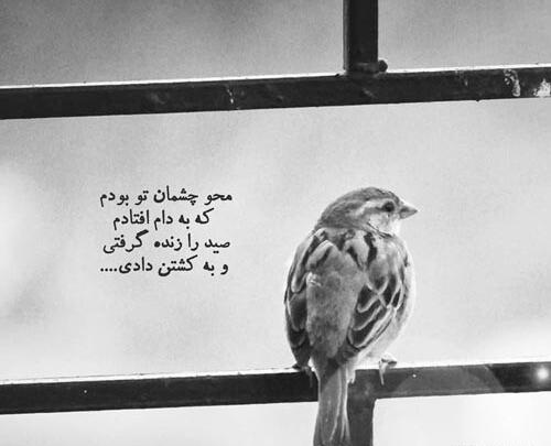 عکس نوشته چشم تو