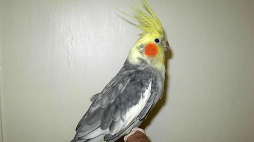 عکس عروس هلندی بالغ