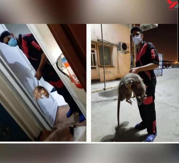 عکس موش خبرنگار واقعی