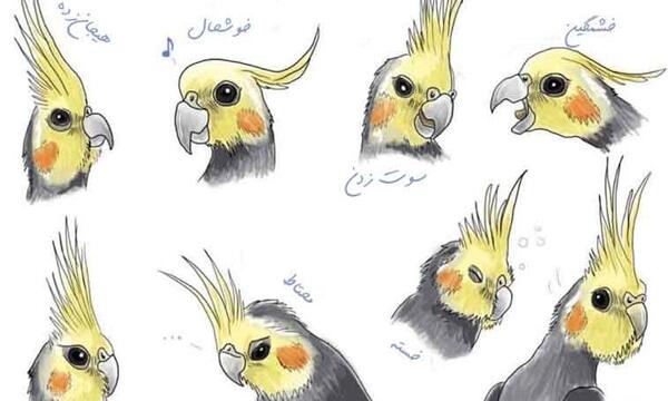 عکس جوجه عروس هلندی چهار ماهه