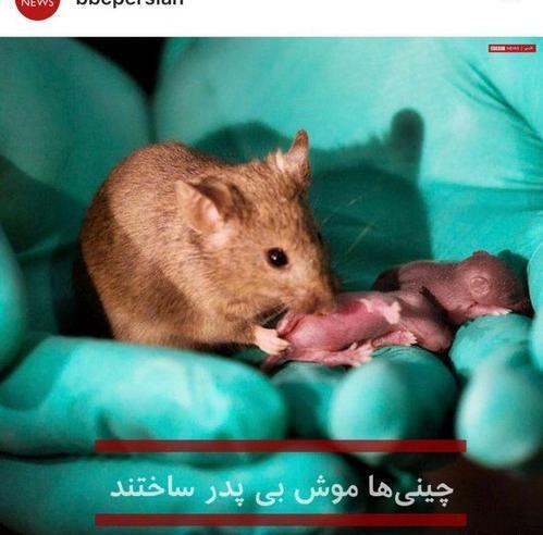 عکس موش خنده دار