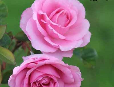 عکس نوشته تو که چشمات خیلی قشنگه
