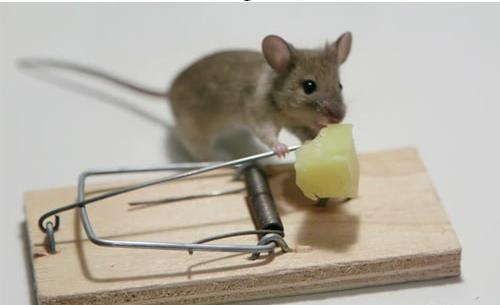 عکس موش فیلی