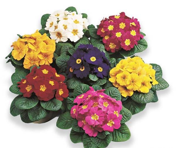 عکس گل پامچال طبیعی