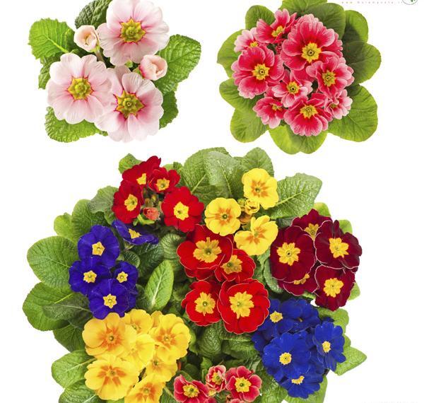 عکس گل پامچال طبیعی