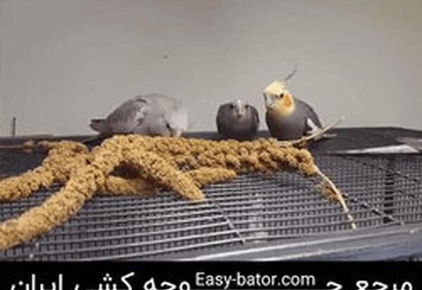 عکس عروس هلندی چاق