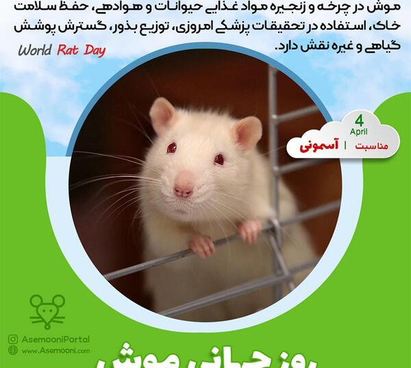 عکس چهار تا موش