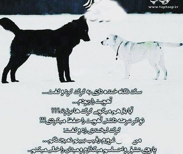 عکس نوشته با گرگ بره میخورند