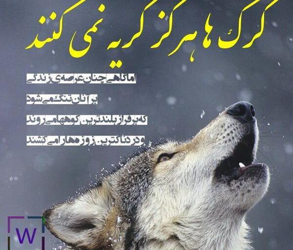 عکس نوشته با گرگ بره میخورند