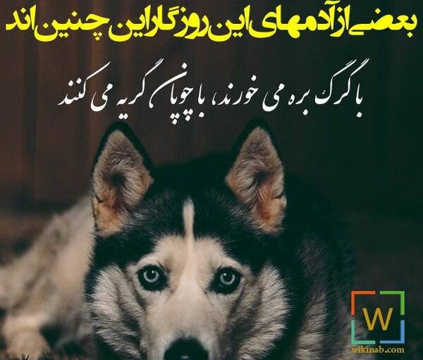 عکس نوشته با گرگ بره میخورند