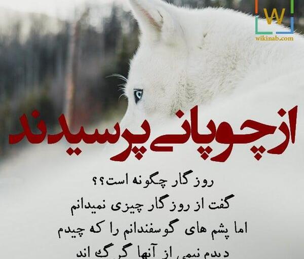 عکس نوشته با گرگ بره میخورند