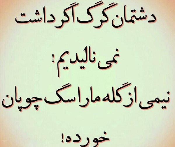 عکس نوشته با گرگ بره میخورند