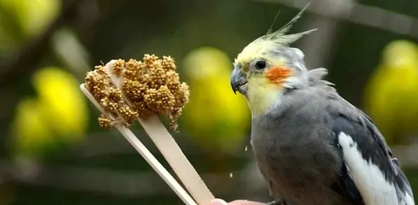 عکس برنامه غذایی عروس هلندی