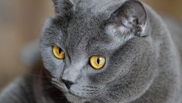 عکس گربه بامزه ترین