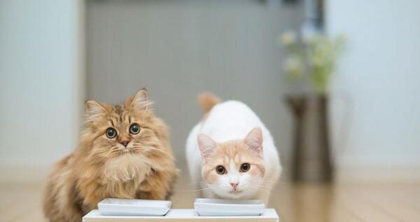 عکس گربه بامزه ترین