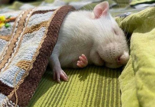 عکس غذای موش