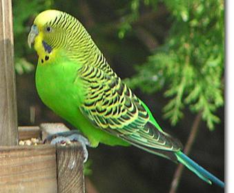 عکس پرنده ی مرغ عشق